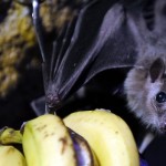 Guinea Ebola outbreak: Bat-eating banned to curb virus