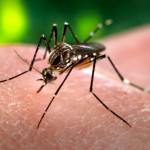 Dengue and malaria add to poverty: WHO