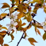 Cherry tree from space’ mystery baffles Japan